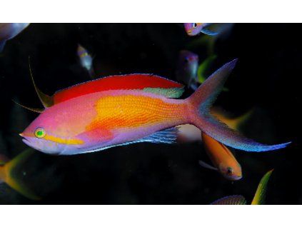 nemanthias carberryi3