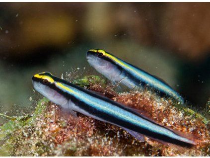 elacatinus oceanops 6