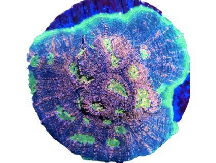 Echinophyllia sp. WATERMELON