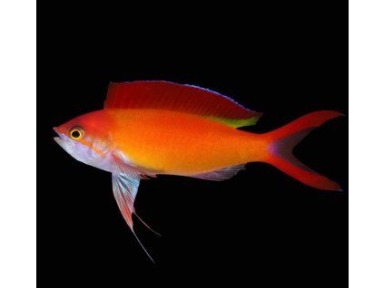 pseudanthias ignitus4