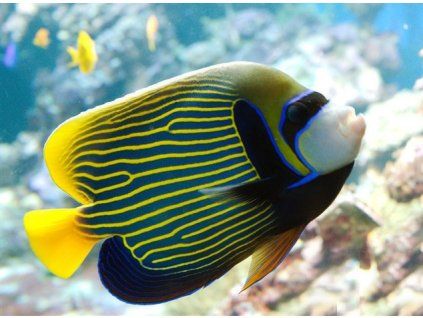 pomacanthus imperator3