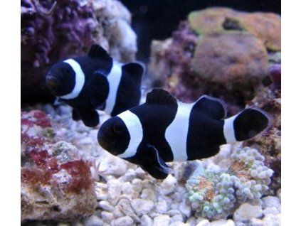 amphiprion ocellaris black4
