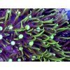 Pachyclavularia sp. GREEN STAR POLYP