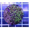 Pachyclavularia sp. GREEN STAR POLYP