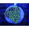 Oulophyllia bennettae PURPLE/GREEN