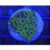 Oulophyllia bennettae PURPLE/GREEN