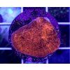 Echinophyllia sp. ORANGE ULTRA