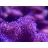 Pocillopora damicornis ROSA