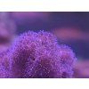 Pocillopora damicornis ROSA