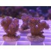 Pocillopora damicornis ROSA