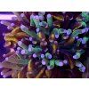 Galaxea fascicularis GOLD STRIPE