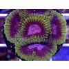 Favia sp. SPACE MONKEY