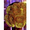 Favia sp. 24K