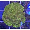 Favia sp. GOLD
