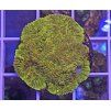 Favia sp. GOLD