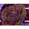 Favia sp. RAZOR EDGE