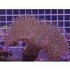 Sarcophyton sp. GREEN SKIN LT