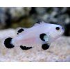 Amphiprion ocellaris SNOW STORM