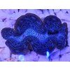Tridacna maxima ULTRA BLUE/GREEN