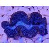 Tridacna maxima ULTRA BLUE/GREEN