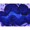 Tridacna maxima ULTRA BLUE/GREEN