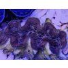 Tridacna squamosina ULTRA