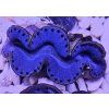 Tridacna maxima ULTRA BLUE č.3