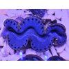 Tridacna maxima ULTRA BLUE č.3