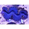 Tridacna maxima ULTRA BLUE č.3