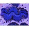 Tridacna maxima ULTRA BLUE č.3