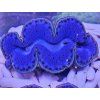 Tridacna maxima ULTRA BLUE č.2