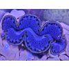 Tridacna maxima ULTRA BLUE č.2