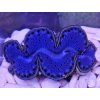 Tridacna maxima ULTRA BLUE č.2