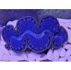 Tridacna maxima ULTRA BLUE č.2
