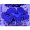 Tridacna maxima ULTRA BLUE č.1