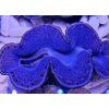Tridacna maxima ULTRA BLUE č.1