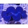 Tridacna maxima ULTRA BLUE č.1