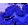 Tridacna maxima ULTRA BLUE č.1