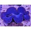 Tridacna maxima ULTRA BLUE č.1