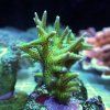 seriatopora hystrix green