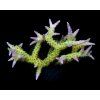 seriatopora hystrix green4
