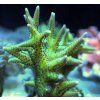 seriatopora hystrix green5
