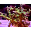 Seriatopora histrix GREEN
