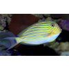 Acanthurus lineatus 7-9 cm