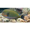 Acanthurus lineatus 7-9 cm
