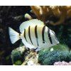 Acanthurus triostegus1