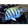 Acanthurus triostegus2