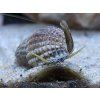 nassarius reticulatus