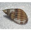 nassarius reticulatus2