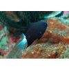chromis margaritifer2
